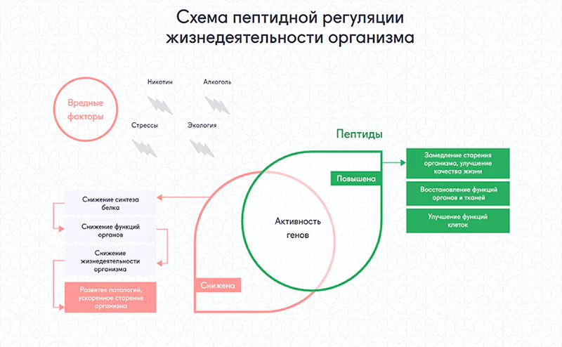 Пептидная биорегуляция